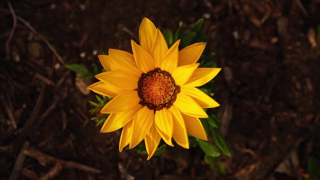 Yellow sunflower flower opening timelapse. 4K UHD.