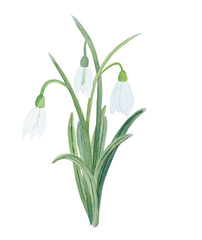 Watercolor white galanthus (snowdrops) bouquet