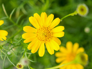 Beautiful daisy flowers on green meadow