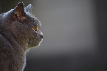 Britisch Kurzhaar Katze schaut nach rechts
