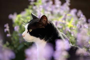 Katzer inmitten Katzenminze
