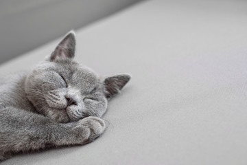 British Shorthair gray cat lying on grey background, with copy-space