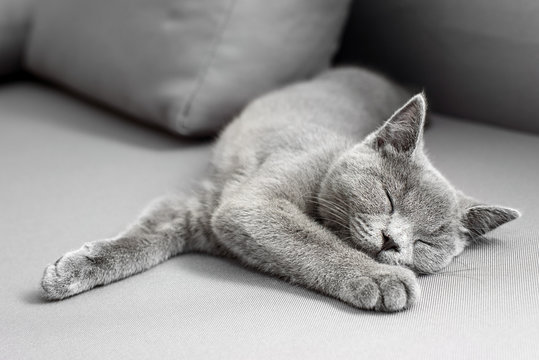 British Shorthair gray cat lying on grey background, with copy-space