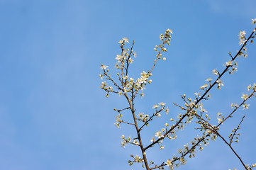 White cherry blossoms in spring sun