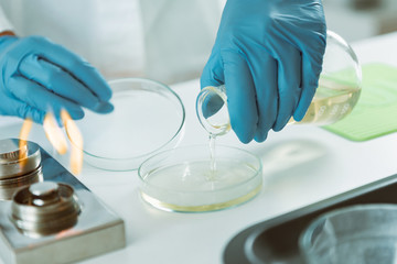 Fototapeta premium Microbiology. Hands of a microbiologist pouring agar into a petri dish