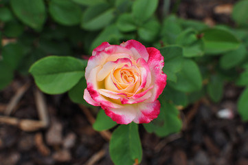 Pink and white Multicoloured roses in the garden