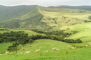 Fototapeta na wymiar sheep herd grazing on beautiful green field on cloudy day, New Zealand