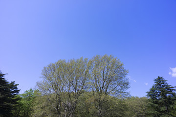 Obraz premium blue sky and new green leaves