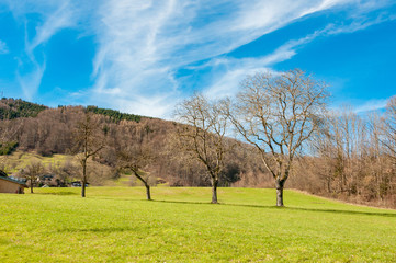 group of trees with green grass and blue cloudy sky