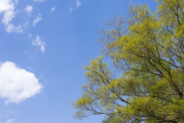 blue sky and new green leaves