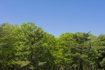 blue sky and new green leaves