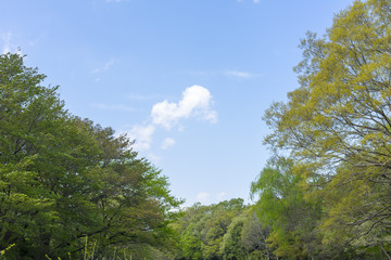 blue sky and new green leaves