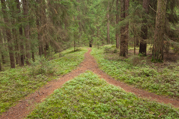 A single mountain path splits in two different directions. It's an autumnal cloudy day.