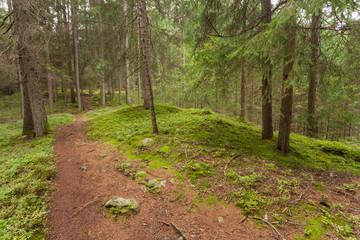 Inside a typical forest of the Italian Alps