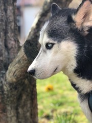 Husky