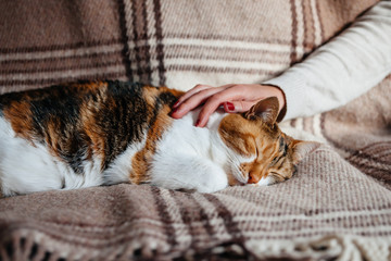 Female hand caressing extremely cute cat sleeping on the blanket on a warm spring day - calm and...