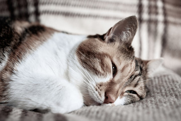Fototapeta na wymiar Extremely cute cat sleeping on the blanket on a warm spring day - calm and peacefulness concept