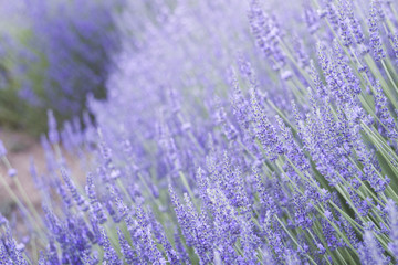 Fototapeta premium Lavender bushes closeup on evening light. Purple flowers of lavender. Provence region of france.
