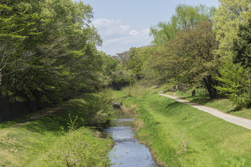 a stream and new green leaves