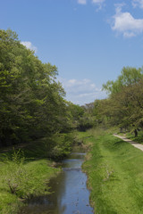 a stream and new green leaves