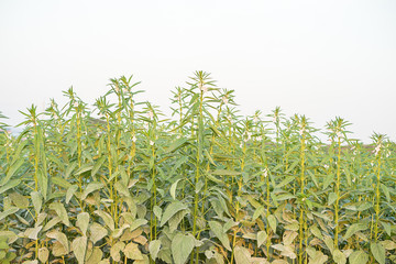 Sesame on tree in plant