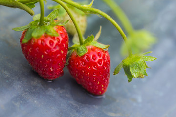 Berries of fresh strawberry laid out on a gray sheet in the farm outdoor ready for harvesting.