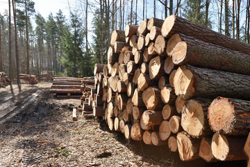 Timber industry. Cut tree trunks in the forest