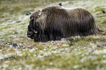 Norwegian Musk Ox in his natural habitat