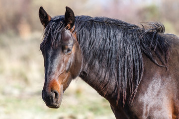 Perfil de la cabeza de un caballo mirando.