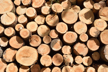 Timber industry. Cut tree trunks in the forest