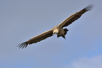 Fototapeta na wymiar Griffon Vulture - Gyps fulvus, Crete 