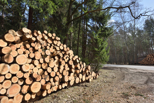 Timber industry. Cut tree trunks in the forest