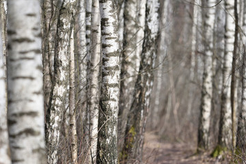 Birch trees forest at spring