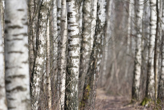 Fototapeta Birch trees forest at spring