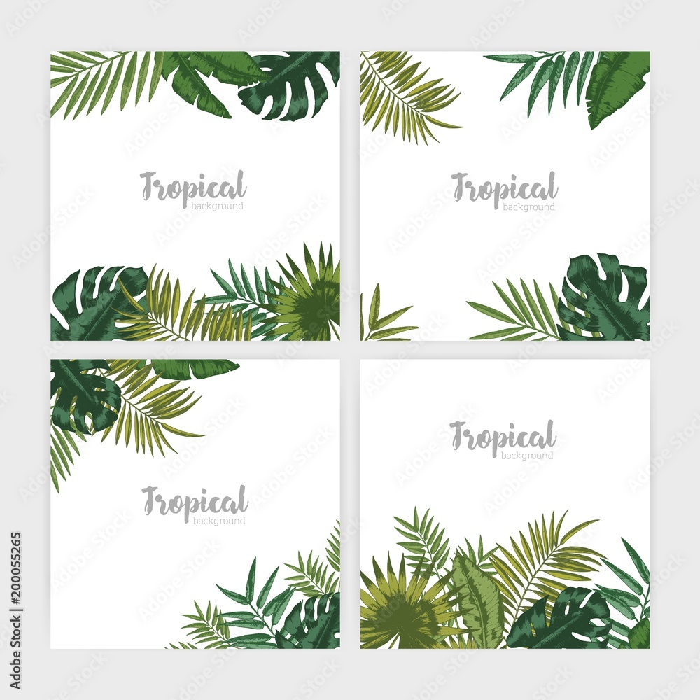 Poster collection of square backdrops with green tropical leaves. bundle of backgrounds with foliage of pal