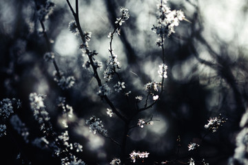 Tree branches covered in white spring blossoms, light coming through dark spots, very shallow dof