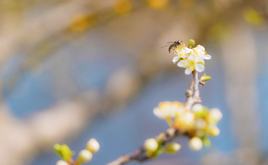 Blossoming cherry trees in spring