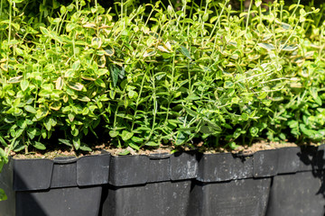 seedings in black plastic pots standing in a row