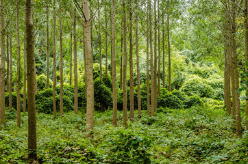 Naklejka premium The forest along the river Danube in the dry part of the year near the town of Novi Sad 