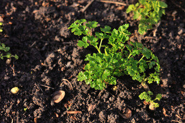 Parsley on the beds.