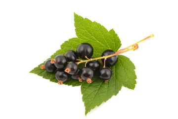 Black currant on white bakground. Currant berries with leaves.