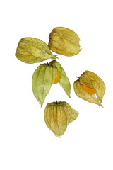 Physalis fruit (Physalis peruviana) isolated on white	