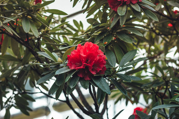 burgundy peony petals