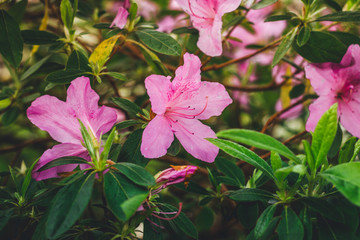Blooming Rhododendron selection in a greenhouse. flower background