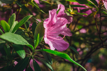 Blooming Rhododendron selection in a greenhouse. flower background