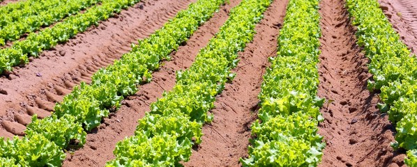 intensive cultivation of lettuce in fertile sandy soil in the Padana plain in italy