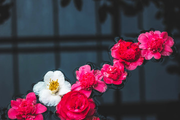 Flower Red - Pink. Floating on the surface of the water.At the pond. Concept: Valentine day, Relaxing Spa