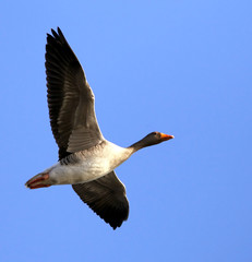 Greylag goose