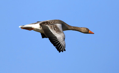 Greylag goose