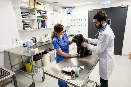 Vets examining dog
